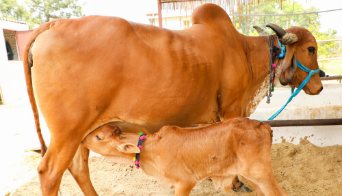 Happier Cattle and Calf
