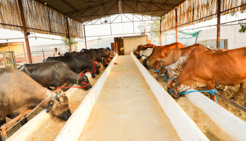 Superior and Natural Breeds